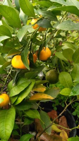 How to sprout a tangerine sprig from the store