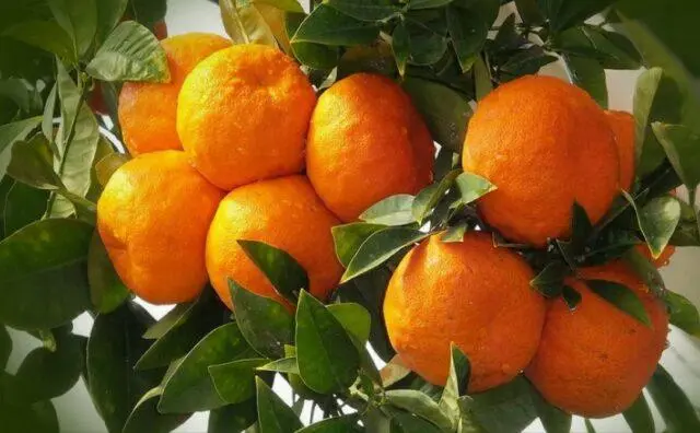 How to sprout a tangerine sprig from the store