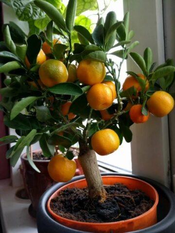 How to sprout a tangerine sprig from the store