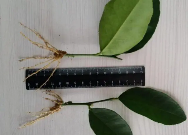 How to sprout a tangerine sprig from the store