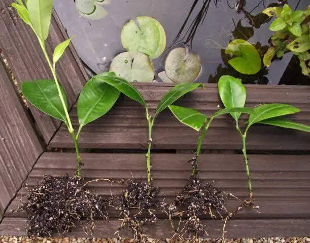 How to sprout a tangerine sprig from the store