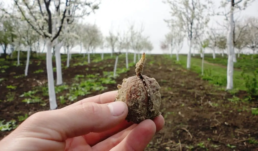 How to sprout a walnut at home: choosing the right place