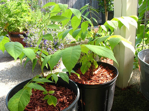 How to sprout a walnut at home: choosing the right place