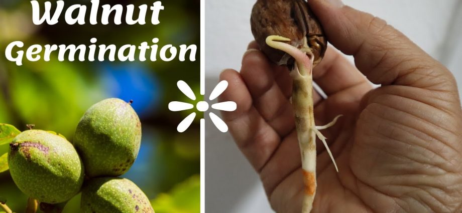 How to sprout a walnut at home: choosing the right place