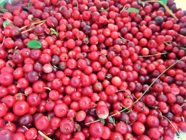 How to steam lingonberries