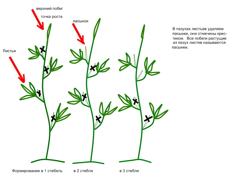 How to stepson tomatoes in the open field and greenhouse