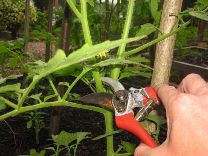 How to stepson tomatoes in the open field and greenhouse