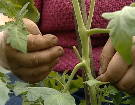 How to stepson tomatoes in the open field and greenhouse