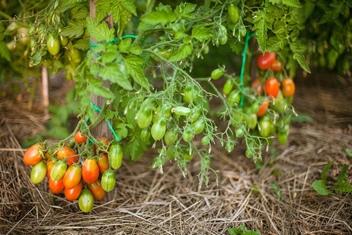 How to stepson tomatoes in the open field and greenhouse