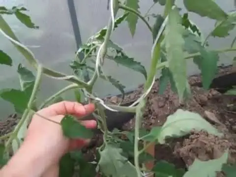 How to stepson tomatoes in the open field and greenhouse