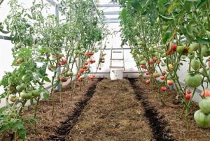 How to stepson tomatoes in the open field and greenhouse