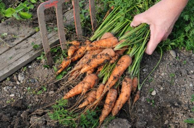 How to store beets and carrots in the cellar 