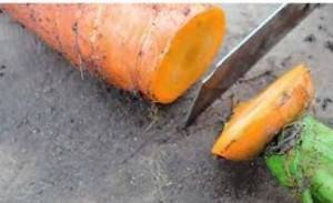 How to store beets and carrots in the cellar 