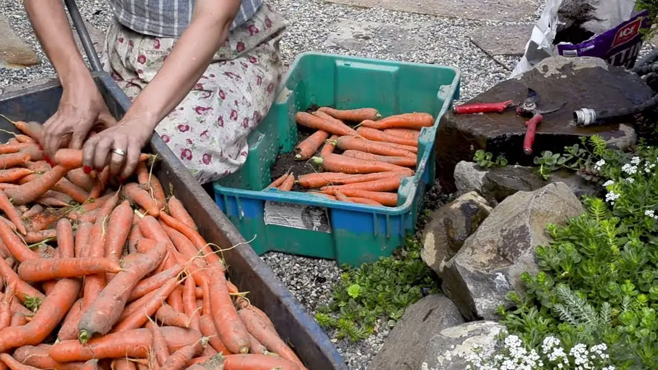 How to store beets and carrots in the cellar 