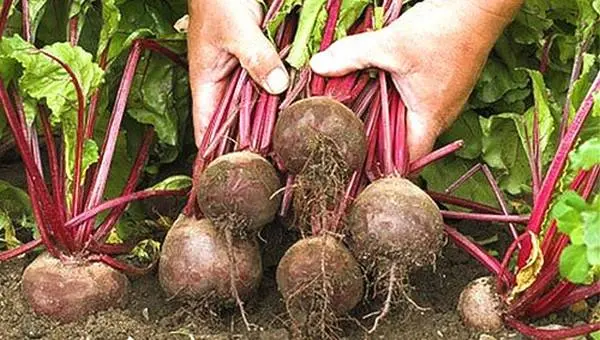 How to store beets in the winter in the cellar 