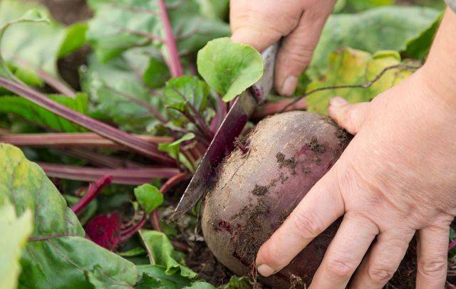 How to store beets in the winter in the cellar 