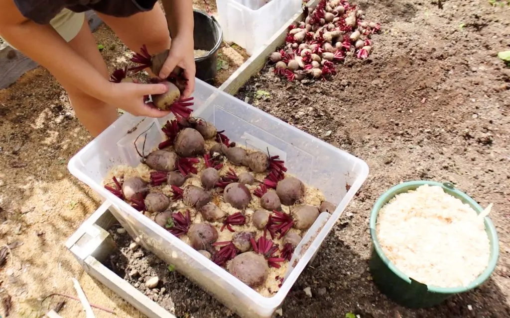 How to store beets in the winter in the cellar 