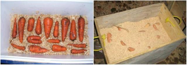 How to store carrots at home 