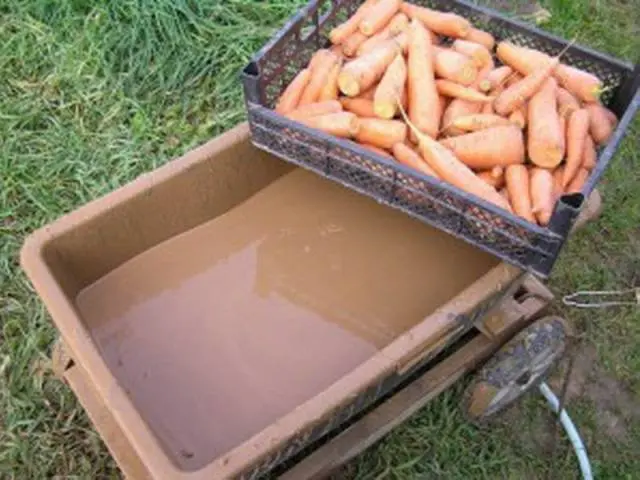 How to store carrots at home 