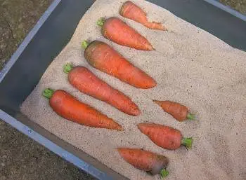 How to store carrots at home 