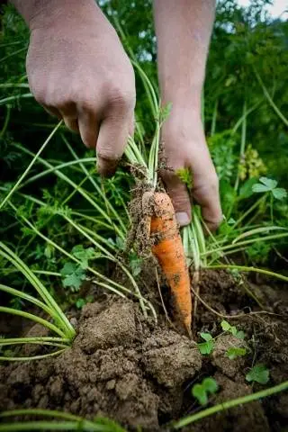 How to store carrots at home 