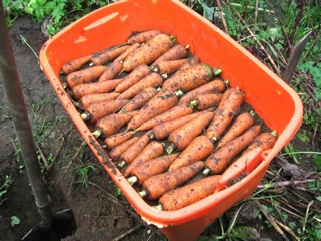 How to store carrots at home 