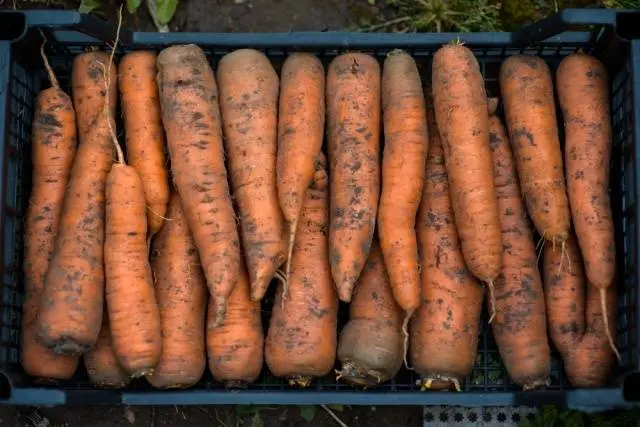 How to store carrots at home 