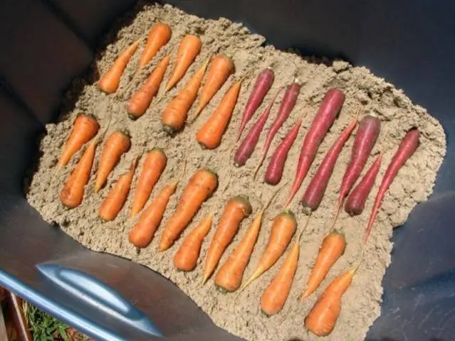 How to store carrots at home 