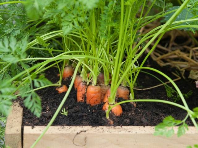 How to store carrots for the winter