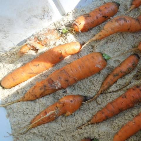 How to store carrots for the winter