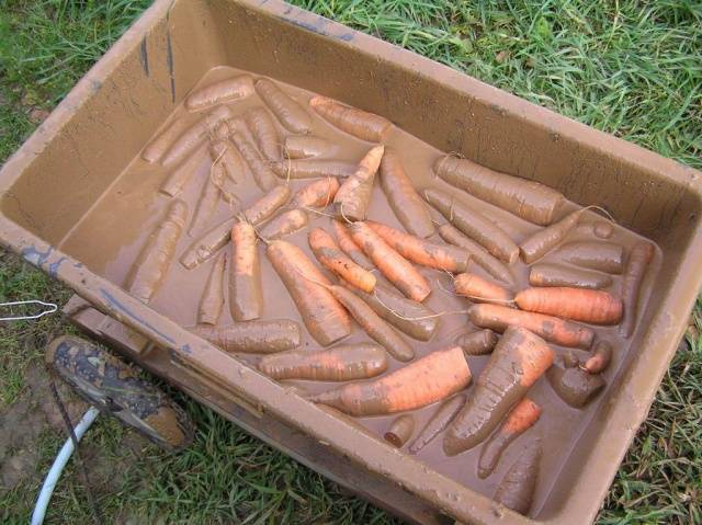 How to store carrots for the winter