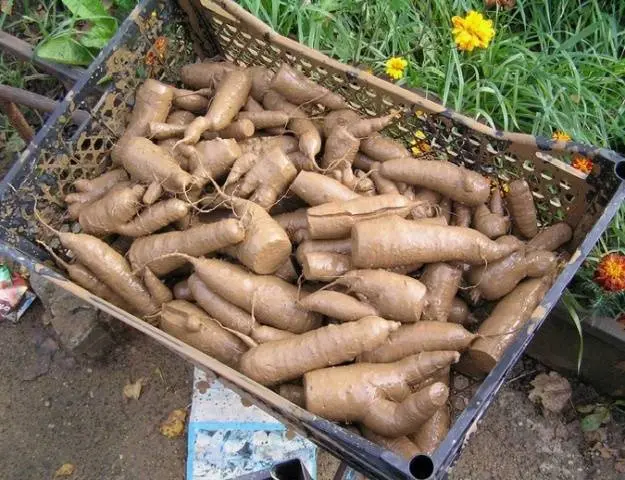 How to store carrots for the winter