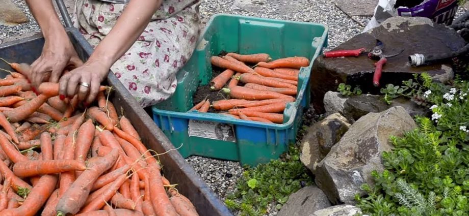 How to store carrots for the winter