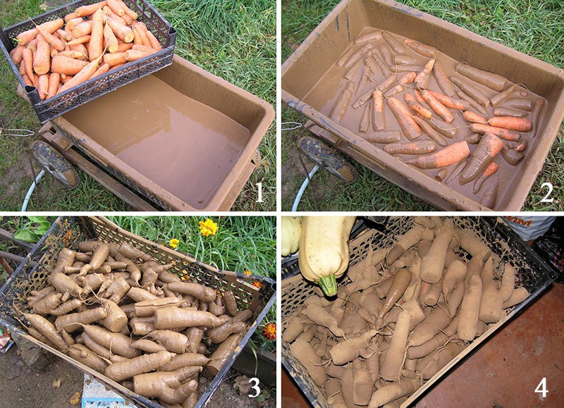 How to store carrots: in the cellar, basement, peat, sand