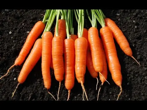 How to store carrots: in the cellar, basement, peat, sand