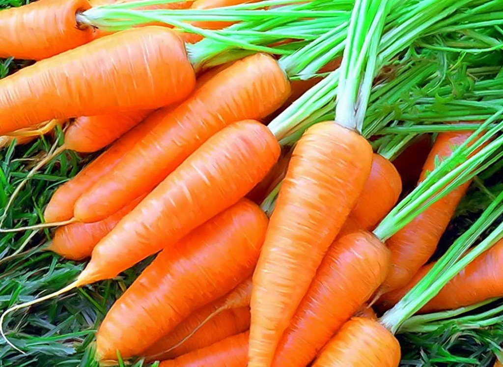 How to store carrots: in the cellar, basement, peat, sand