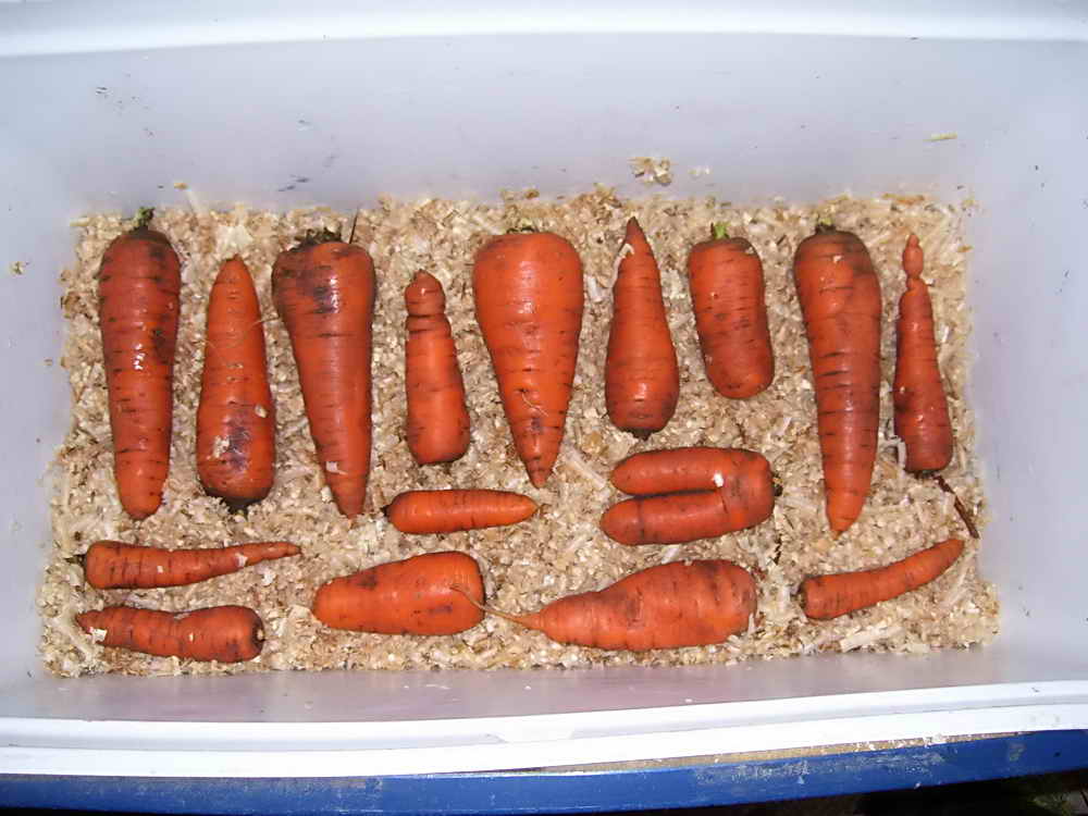 How to store carrots: in the cellar, basement, peat, sand