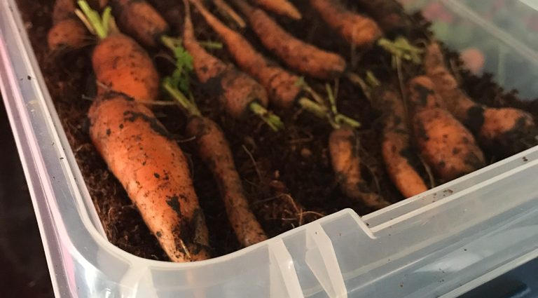 How to store carrots: in the cellar, basement, peat, sand