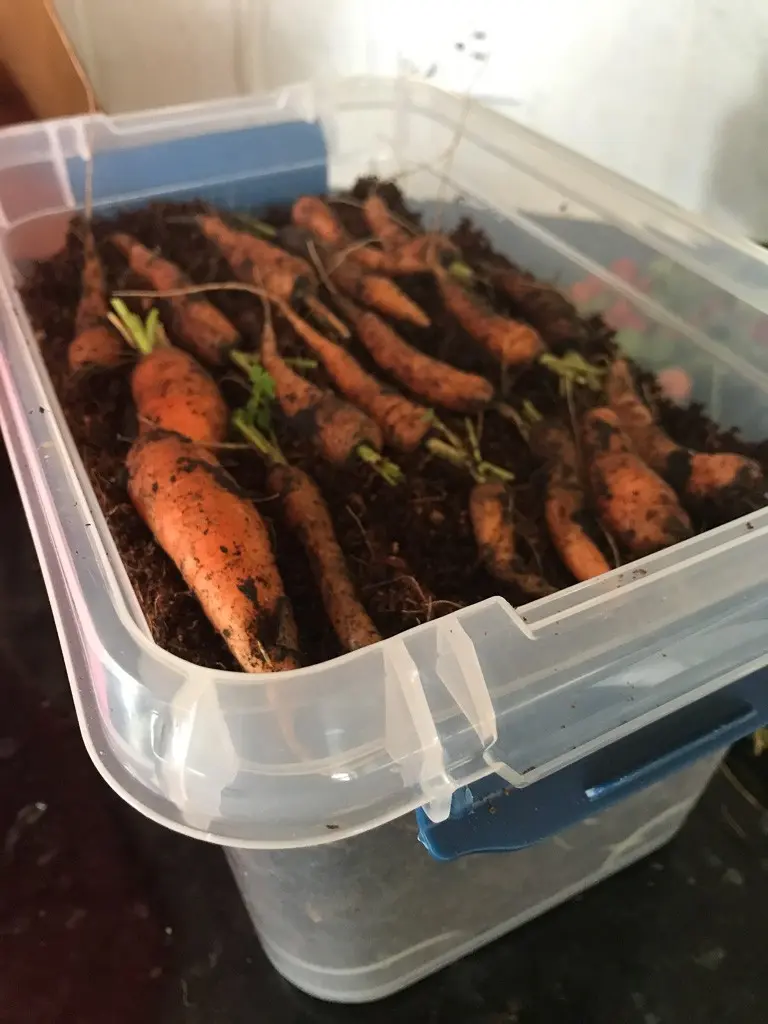 How to store carrots: in the cellar, basement, peat, sand