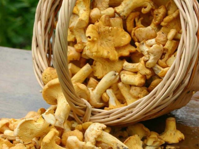 How to store chanterelles for several days and for the winter