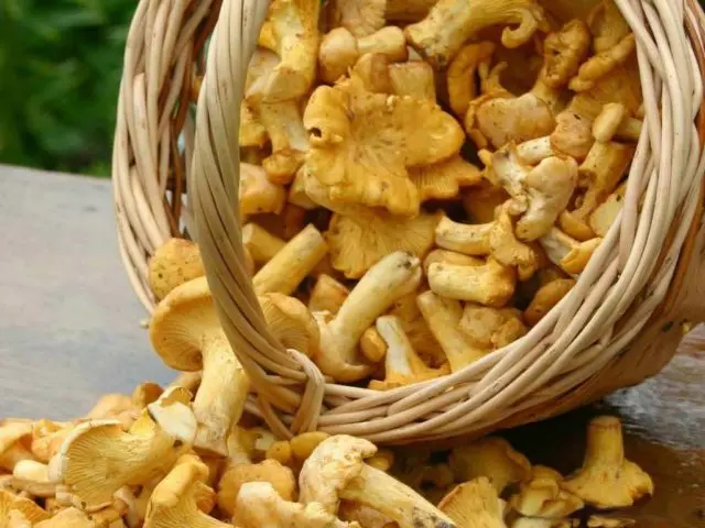 How to store chanterelles for several days and for the winter