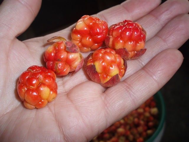 How to store cloudberries