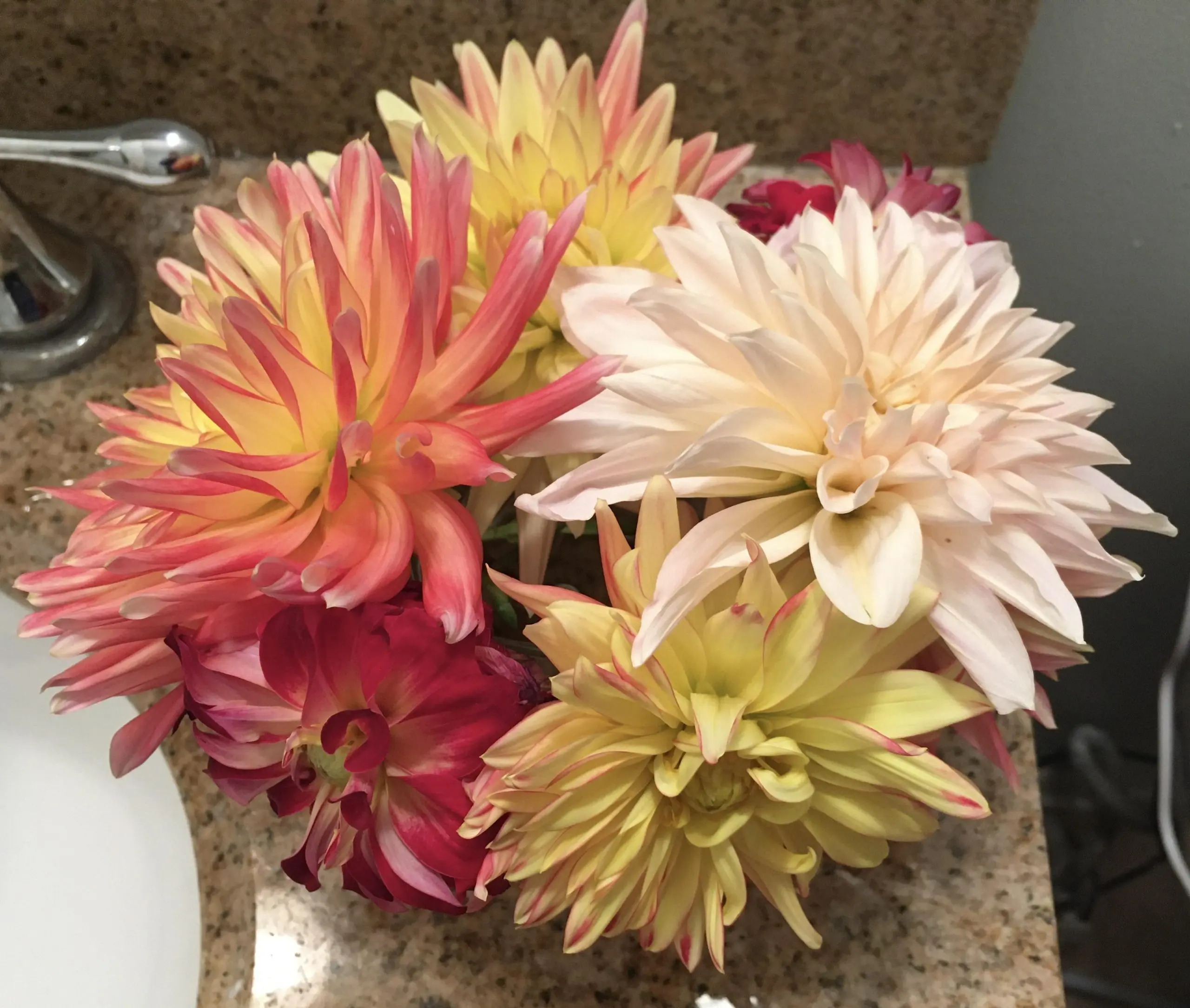 How to store dahlias in an apartment