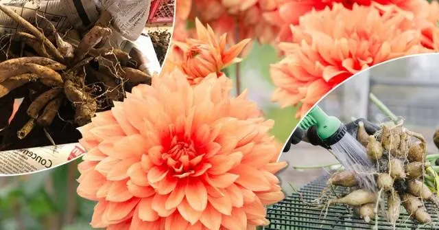 How to store dahlias in the basement 