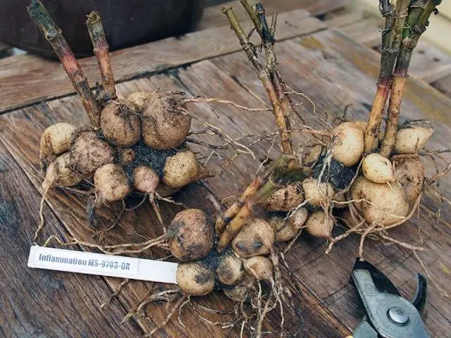 How to store dahlias in the basement 