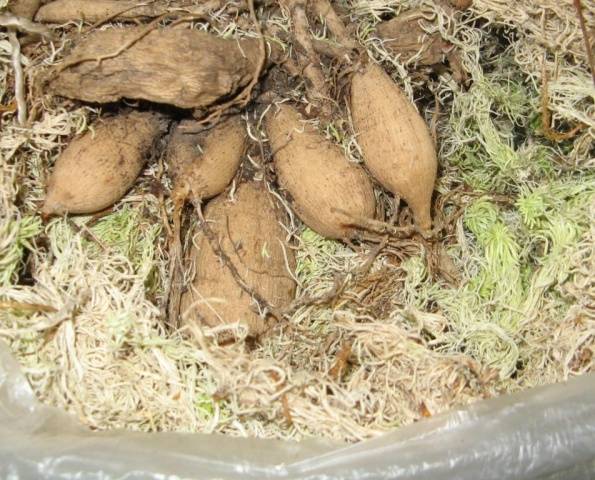 How to store dahlias in the basement 