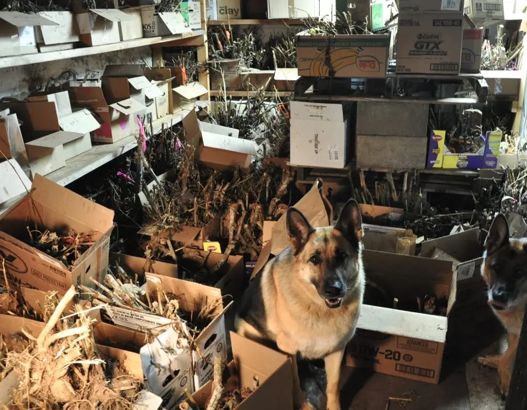 How to store dahlias in the basement 