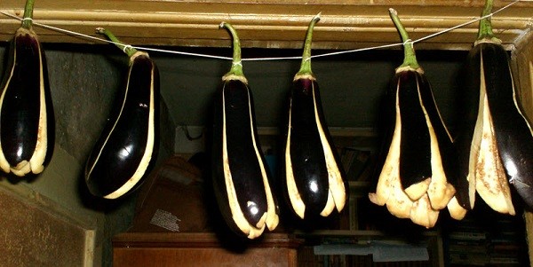 How to store eggplant at home in winter?