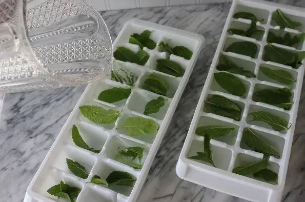 How to store fresh mint and preserve its properties