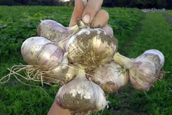 How to store garlic after digging at home